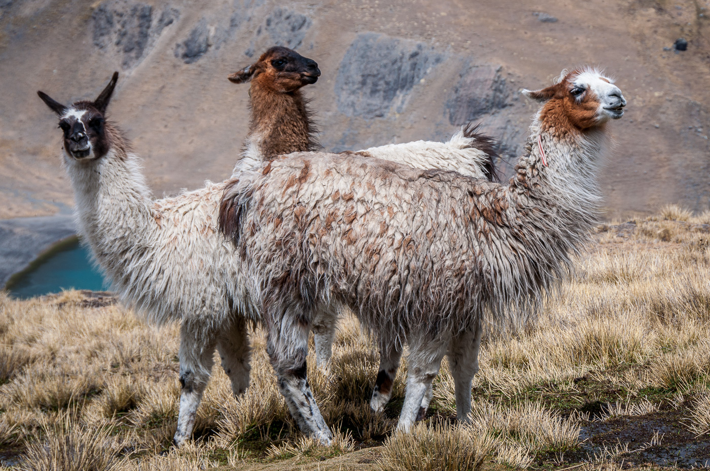 Andean Llamas
